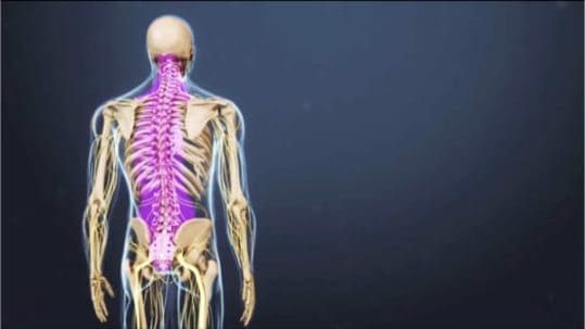 anatomie du dos espace francilien du rachis clinique du rachis versailles paris 1