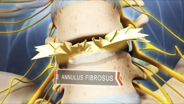 anatomie du dos espace francilien du rachis clinique du rachis versailles paris 4