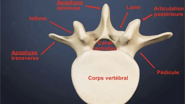 laminectomie lombaire laminectomie definition laminectomie cervicale reeducation chirurgie du rachis espace francilien du rachis clinique du rachis versailles paris 2