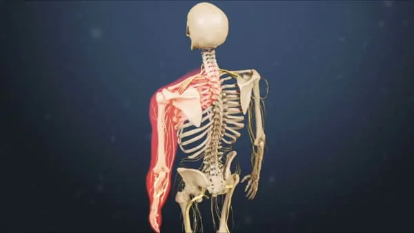 Myélopathie cervicarthrosique : définition